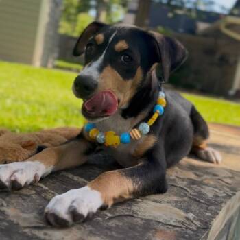 Caden Courtley (Cade) -  Entlebucher and Australian Kelpie Dog for Adoption in Houston, Texas - Caden Courtley (Cade) | PetCurious