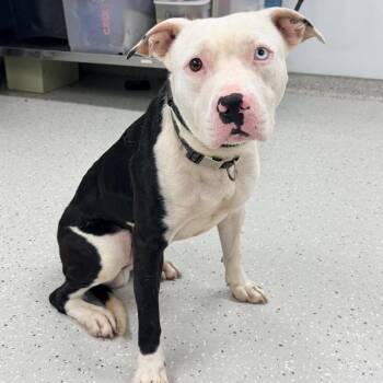 Cashton -  Pit Bull Terrier Dog for Adoption in Indianapolis, Indiana - Cashton | PetCurious