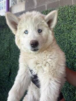 61022106 -  Siberian Husky and Mixed Breed Dog Available for Adoption in El Paso, Texas - 61022106 | PetCurious