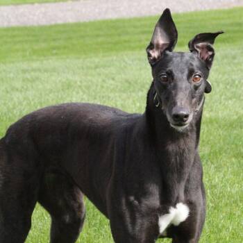 Greyhound Dogs Available for Adoption in Goshen, Indiana - Serenity | PetCurious