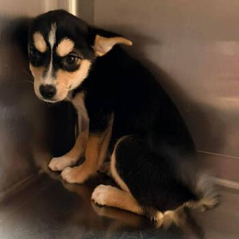 Boba -  Chihuahua and Pug Dog for Adoption in Apple Valley, California - Boba | PetCurious
