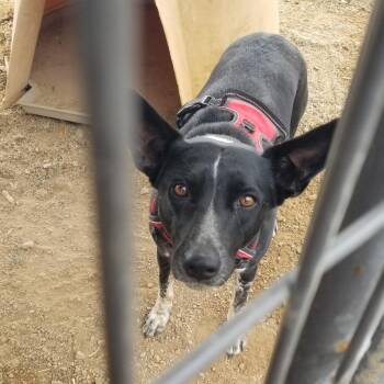 Cookie -  Mixed Breed Dog for Adoption in Taos, New Mexico - Cookie | PetCurious