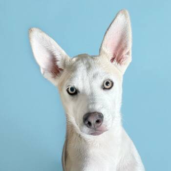 Rescue Carolina Dog and Basenji Dogs for Adoption in Scottsdale, Arizona - Cottontail | PetCurious