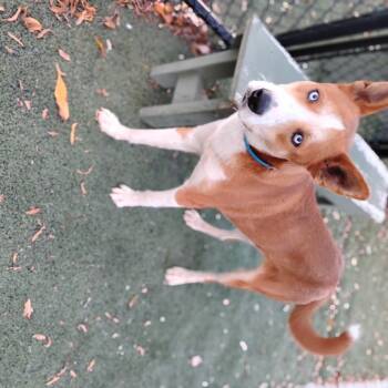 Rescue Mixed Breed Dogs for Adoption in Bartlett, Tennessee - Quin | PetCurious