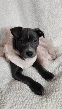 Pit Bull Terrier Dogs Available for Adoption in Freeland, Michigan - Kya | PetCurious