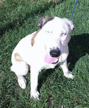A475448 -  Anatolian Shepherd Dog Available for Adoption in Oklahoma City, Oklahoma - A475448 | PetCurious