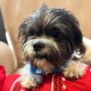 KHEPRI (out of town) -  Shih Tzu Dog for Adoption in New York, New York - KHEPRI (out Of Town) | PetCurious