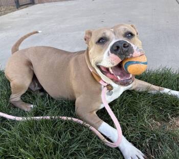 CLEMENTINE -  Pit Bull Terrier Dog for Adoption in Colorado Springs, Colorado - CLEMENTINE | PetCurious