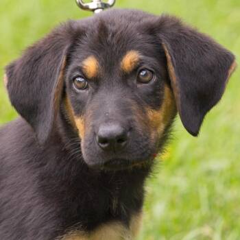 Wiggle -  Shepherd and Collie Dog for Adoption in South Elgin, Illinois - Wiggle | PetCurious