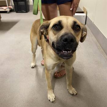 Rescue German Shepherd Dog and Mixed Breed Dogs for Adoption in Modesto, California - LILY | PetCurious