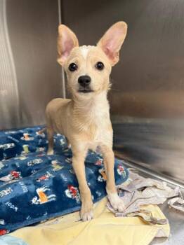 PABLO -  Chihuahua and Mixed Breed Dog Available for Adoption in Baytown, Texas - PABLO | PetCurious