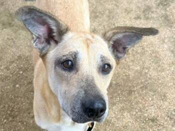 Mixed Breed Dogs Available for Adoption in Georgetown, Texas - Dixie Belle | PetCurious