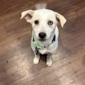Rescue Mixed Breed Dogs for Adoption in Buffalo, Minnesota - Snacks | PetCurious