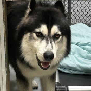Norel -  Husky Dog for Adoption in Newark, New Jersey - Norel | PetCurious