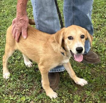 Hope -  Hound Dog for Adoption in Horn Lake, Mississippi - Hope | PetCurious