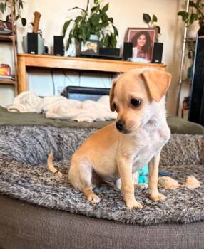 Chihuahua Dogs Available for Adoption in Beavercreek, Oregon - Bryce | PetCurious