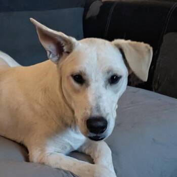 Toby -  Terrier and Mixed Breed Dog for Adoption in Corpus Christi, Texas - Toby | PetCurious