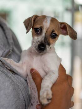 BABY FIONA -  Chihuahua Dog for Adoption in Fresno, California - BABY FIONA | PetCurious