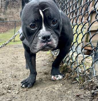 American Bully Dogs Available for Adoption - Burton | PetCurious