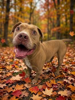 Slim Jim -  Pit Bull Terrier Dog for Adoption in Shelbyville, Kentucky - Slim Jim | PetCurious