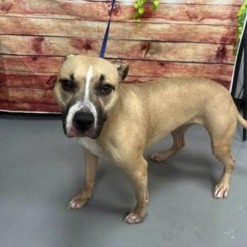 AC-5388 "Rose" -  Pit Bull Terrier Dog for Adoption in Conyers, Georgia - AC-5388 "Rose" | PetCurious