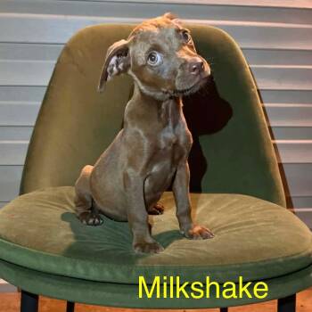 Milkshake -  Chocolate Labrador Retriever and Labrador Retriever Dog for Adoption in Toronto, Ontario - Milkshake | PetCurious