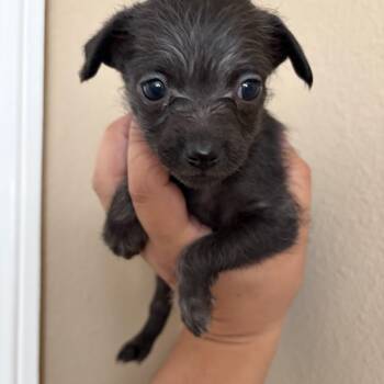 Moss -  Chihuahua and Poodle Dog for Adoption in Corona, California - Moss | PetCurious