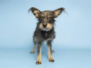 CHIQUITA -  Cairn Terrier Dog for Adoption in Phoenix, Arizona - CHIQUITA | PetCurious