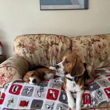 Beagle Dogs Available for Adoption - Bentley | PetCurious