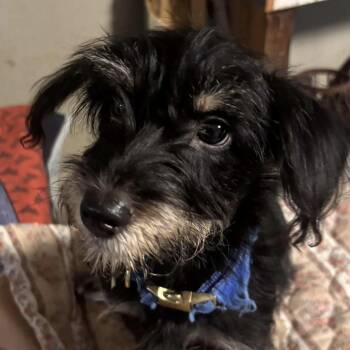Billy -  Dachshund and Yorkshire Terrier Dog for Adoption in Verona, New Jersey - Billy | PetCurious