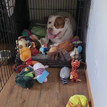 Torta -  Pit Bull Terrier and American Bulldog Dog for Adoption in Peotone, Illinois - Torta | PetCurious