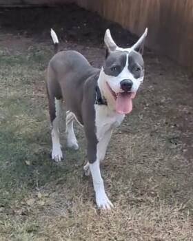 Rescue Pit Bull Terrier Dogs for Adoption in Plano, Texas - Dallas A213801 | PetCurious