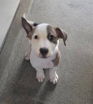 Juno -  Mixed Breed Dog for Adoption in Largo, Florida - Juno | PetCurious