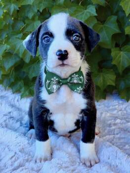 American Staffordshire Terrier and Staffordshire Bull Terrier Dogs Available for Adoption in Newport Beach, California - Dark Roast | PetCurious