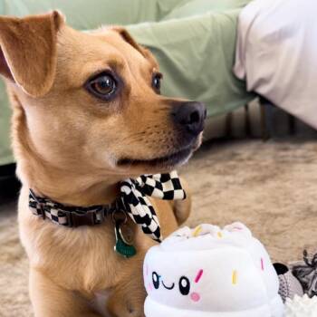 Arlo Lo Presti -  Terrier and Dachshund Dog for Adoption in Las Vegas, Nevada - Arlo Lo Presti | PetCurious