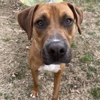 Hound and Labrador Retriever Dogs Available for Adoption - Hansel | PetCurious