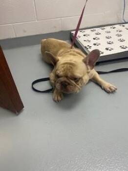 RUBBLE -  French Bulldog Dog for Adoption in St. Cloud, Florida - RUBBLE | PetCurious