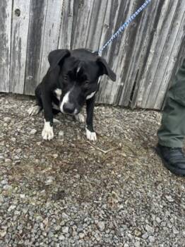 Rescue Mixed Breed Dogs for Adoption in Bartlesville, Oklahoma - Kiara | PetCurious