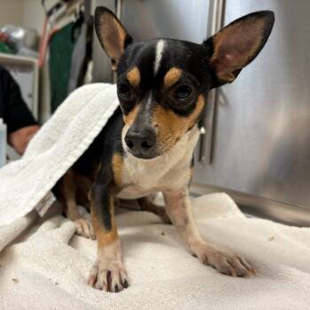 Rescue Chihuahua Dogs for Adoption in Fulton, Texas - Hawthorn | PetCurious