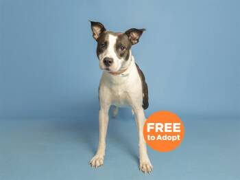 BUDDY -  Pit Bull Terrier Dog for Adoption in Phoenix, Arizona - BUDDY | PetCurious