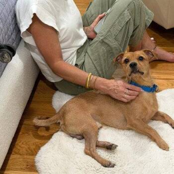 Tomas -  Terrier Dog for Adoption in Dallas, Texas - Tomas | PetCurious