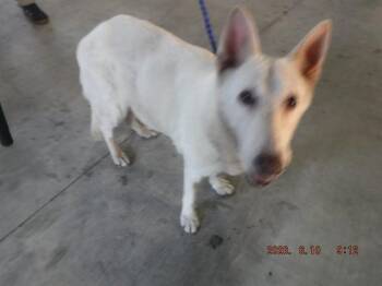 SNOW -  German Shepherd Dog and Mixed Breed Dog for Adoption in Doral, Florida - SNOW | PetCurious