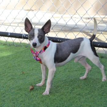 Rescue Chihuahua Dogs for Adoption in Humacao, Humacao - Tom | PetCurious