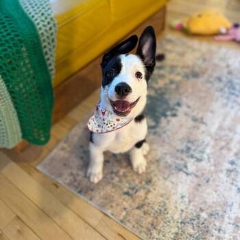 Pit Bull Terrier Dogs Available for Adoption - Gene Jumpin Bean Jellybean | PetCurious