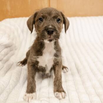 Labrador Retriever and Terrier Dogs Available for Adoption in Valparaiso, Indiana - Bissell | PetCurious