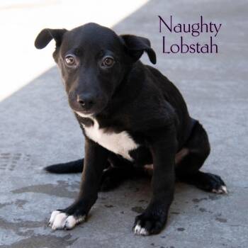 Naughty Lobstah -  Shepherd and Mixed Breed Dog for Adoption in Parkersburg, West Virginia - Naughty Lobstah | PetCurious