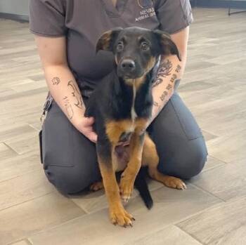 Bart -  Terrier Dog for Adoption in Nevada, Missouri - Bart | PetCurious