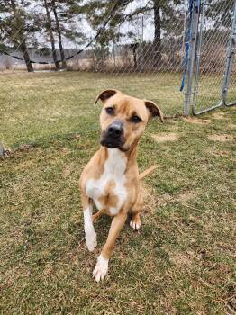 Pit Bull Terrier Dogs Available for Adoption in Caro, Michigan - Storm | PetCurious