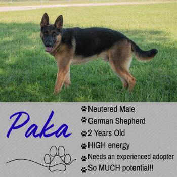 Paka -  German Shepherd Dog Dog for Adoption in Junction City, Kansas - Paka | PetCurious