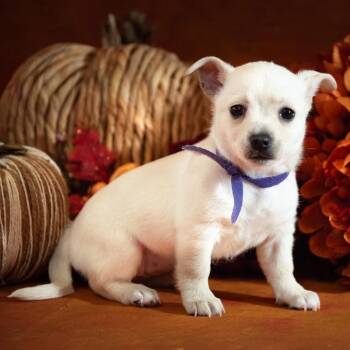 Faith -  Chihuahua Dog for Adoption in Allen, Texas - Faith | PetCurious